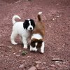 Chiot Landseer Faun et Combo z laderova